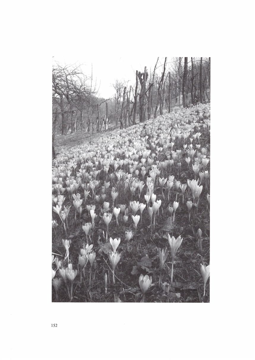 Pagina del libro Bilìris Billerio con un bosco fiorito